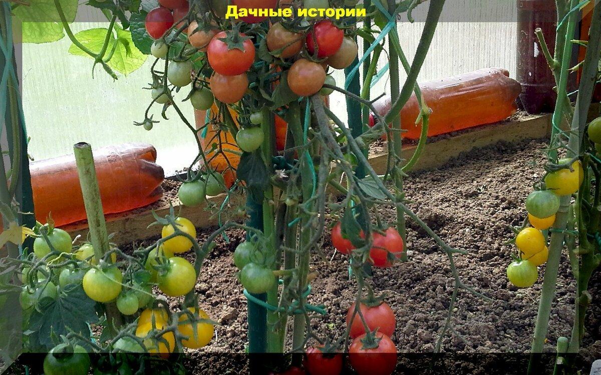 Как вырастить вкусные помидоры как в детстве? Факторы, подкормки, агроприемы влияющие на вкус томата
