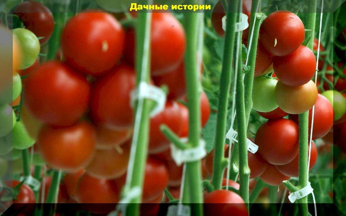 О поливе томатов простыми словами: как с помощью поливов намного увеличить урожай томатов