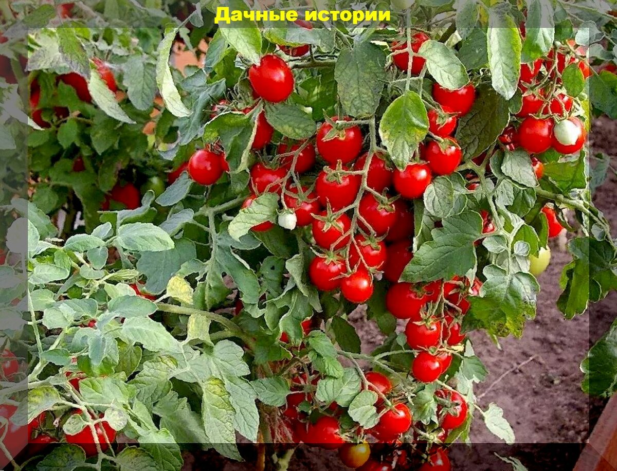 Как пасынковать, формировать и ухаживать за томатами черри: отличения в агротехники томатов черри от других сортов томатов