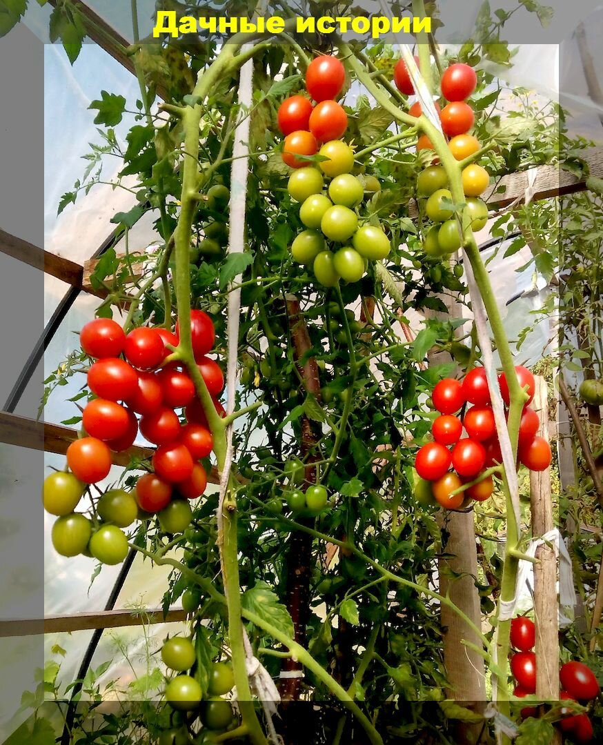 Как пасынковать, формировать и ухаживать за томатами черри: отличения в агротехники томатов черри от других сортов томатов