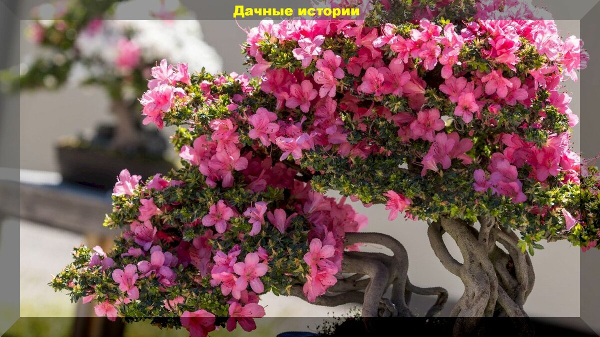 Азалии в цвету - летнее солнце среди зимы: советы по покупке и уходу