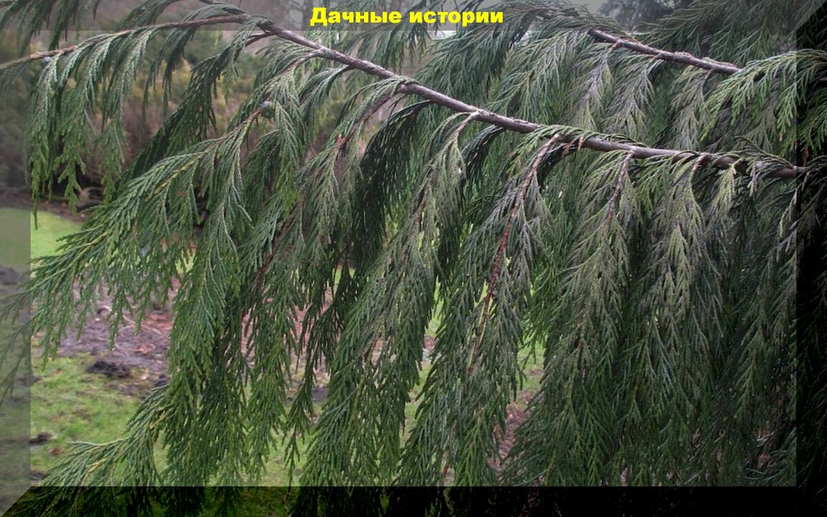 Плакучие формы деревьев в саду и на даче: красота для истинных романтиков