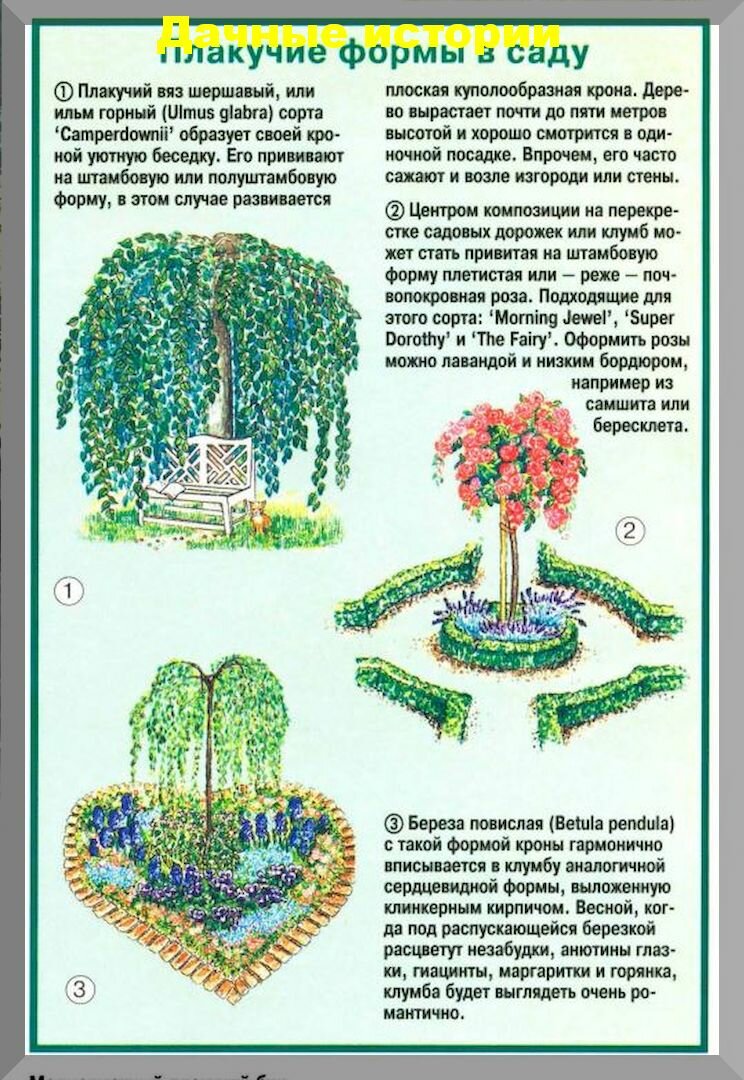 Плакучие формы деревьев в саду и на даче: красота для истинных романтиков