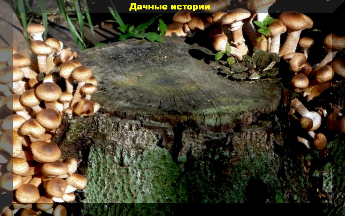 Как вырастить лесные грибы на даче: очень простой способ засеять дачный участок грибами