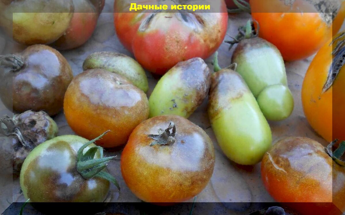 Томаты без фитофторы: обязательные правила защиты томатов позволяющие избежать поражение фитофторой
