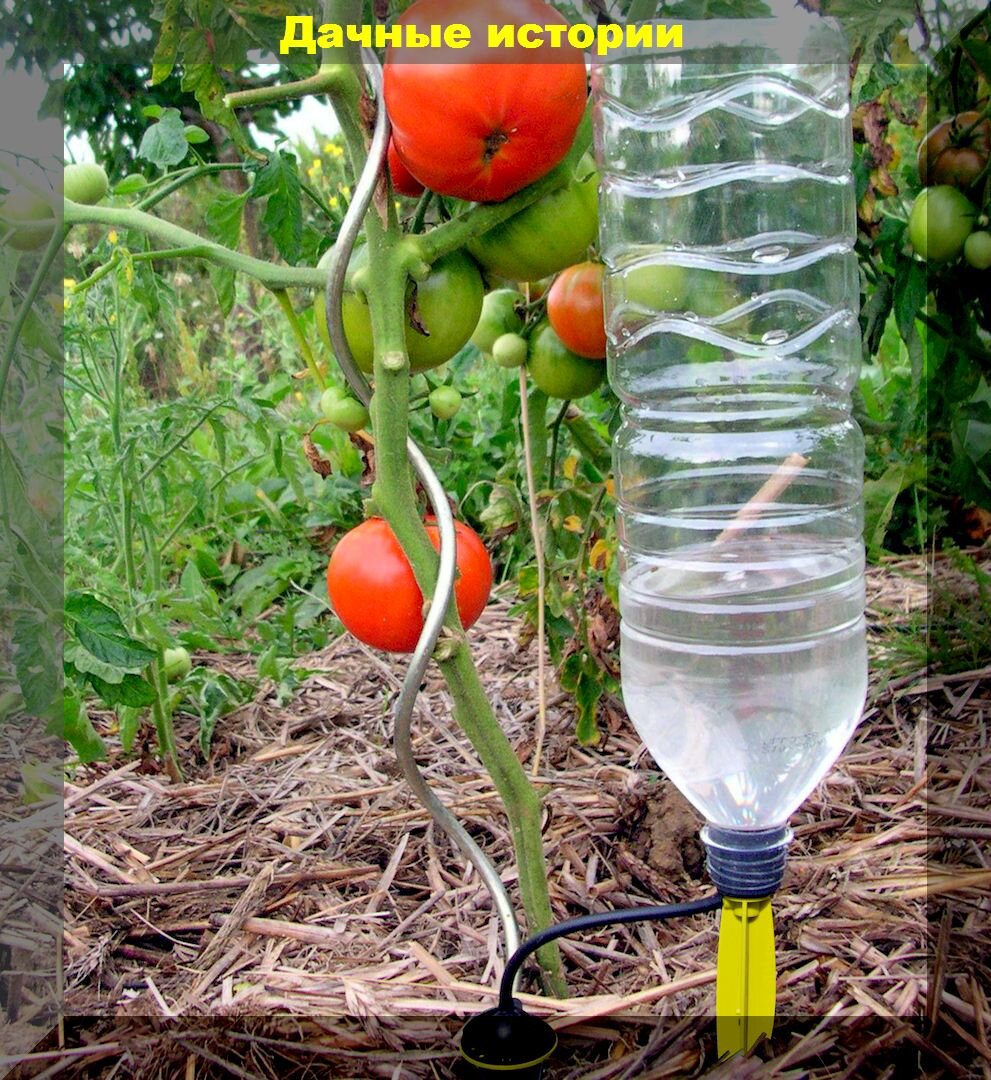 Поливаем томаты правильно и экономим воду для полива растений: как правильно поливать томаты в теплице и открытом грунте