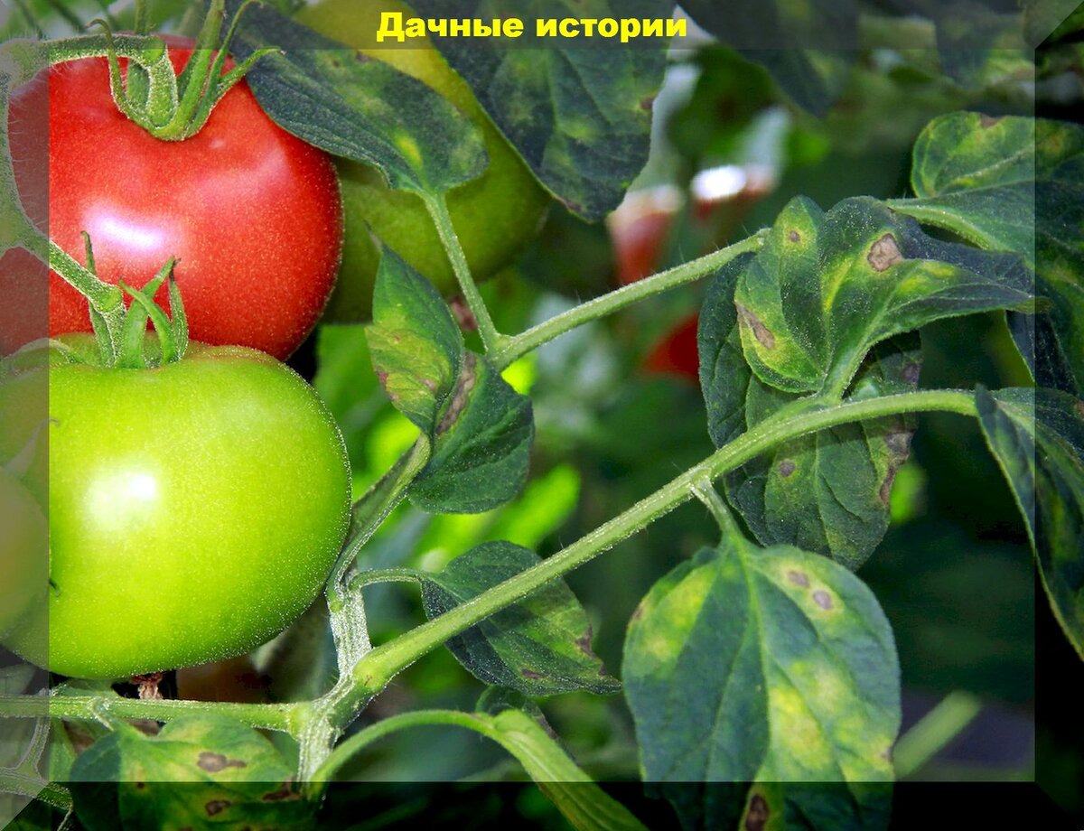 Кладоспориоз на томатах: что это за болезнь и как с ней бороться народными, дедовскими способами и методами