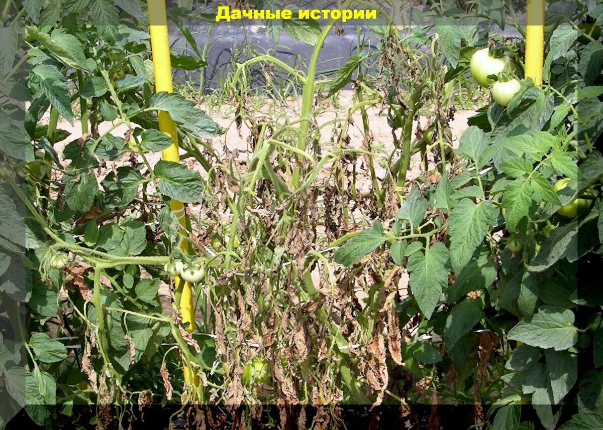 Фузариоз - растения увядают и усыхают: основные признаки фузариозного увядания и защите растений от фузариоза