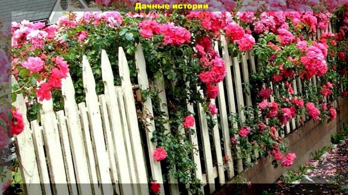 Необычный сад у дачников в Польше: цветочный рай на месте заброшенной школьной площадки