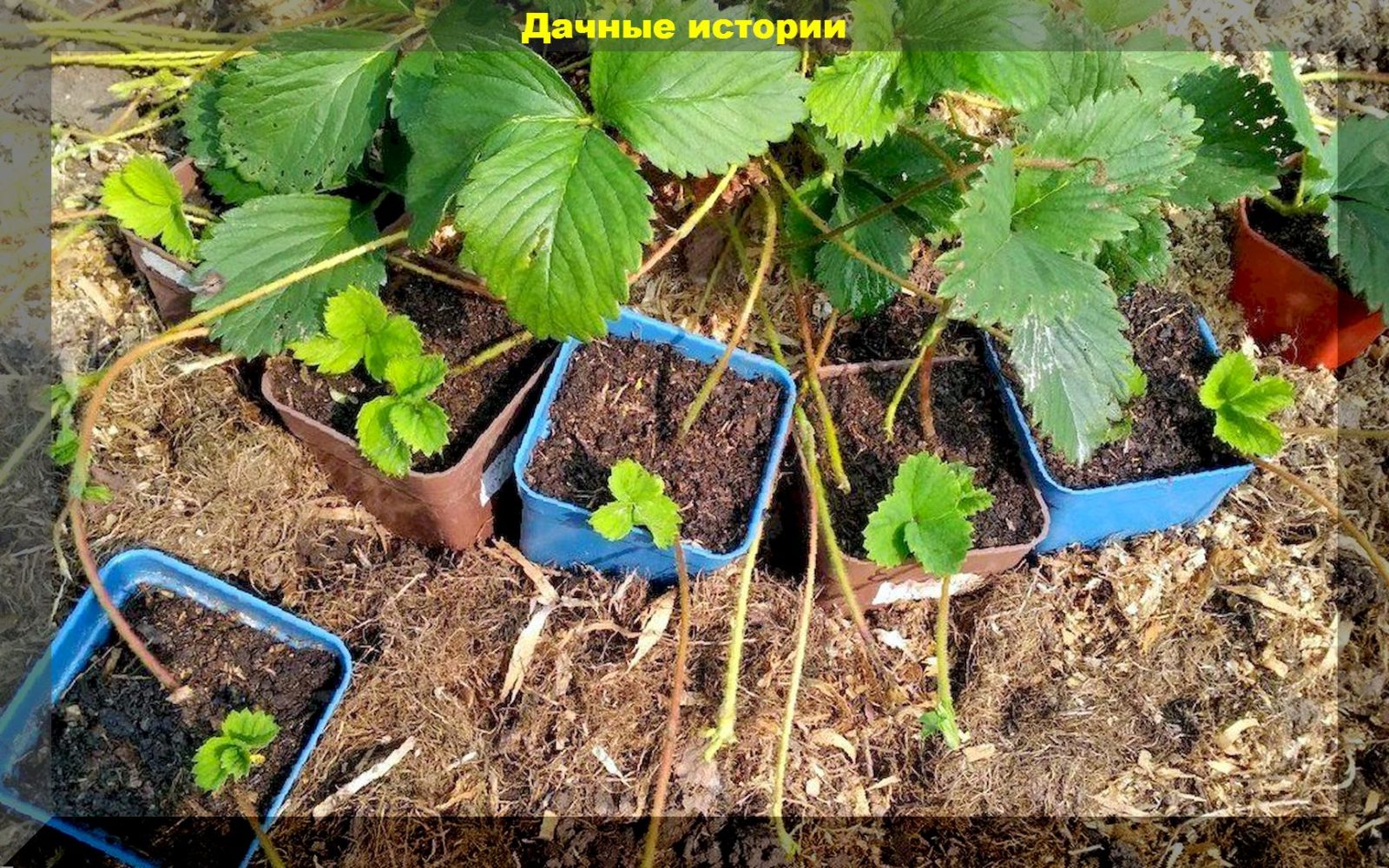 Пересадка на новое место клубнику. Способы посадки клубники. Посадка клубники осенью. Посадка Виктории в августе усами. Методы посадки клубники.