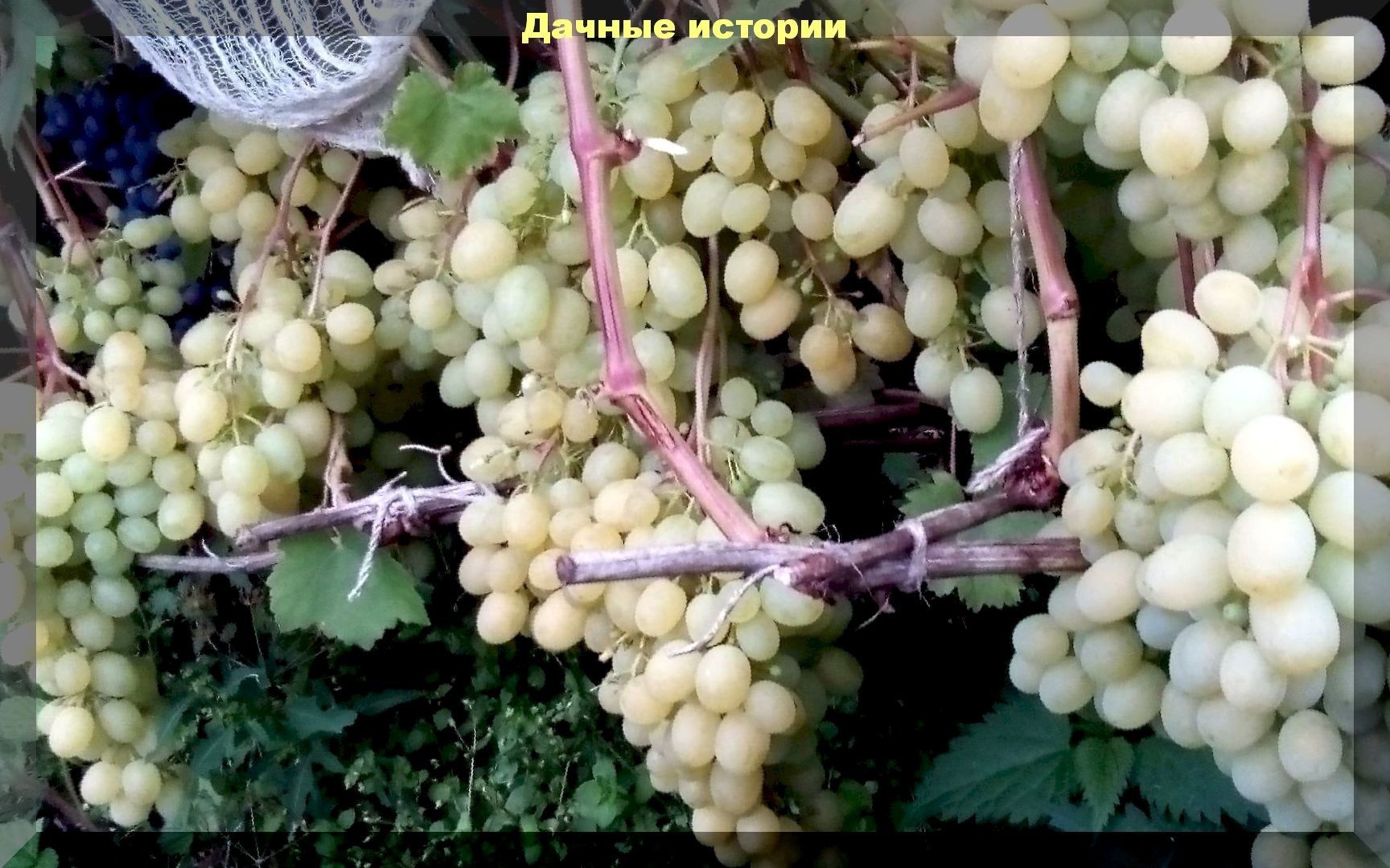 Виноградный урожай и уход за виноградом: подкормки, полив, обрезка