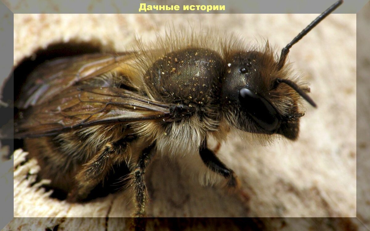 Как привлечь пчел для опыления: способы как привлечь в сад для опыления, диких пчел — осмий
