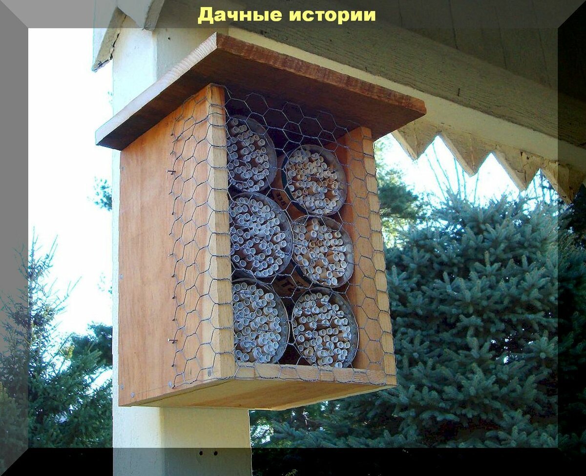 Как привлечь пчел для опыления: способы как привлечь в сад для опыления, диких пчел — осмий