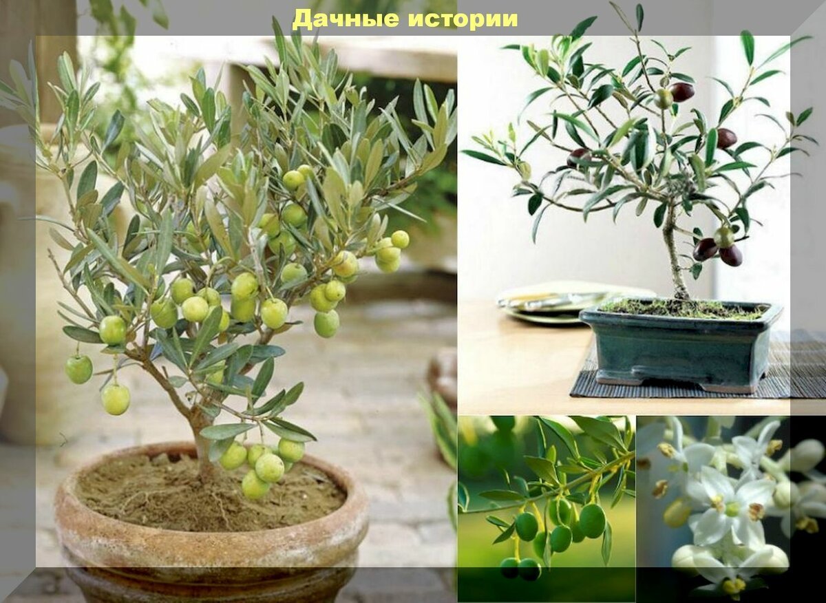 Олива - символ мира: несколько слов о размножении и выращивании оливкового дерева в горшке