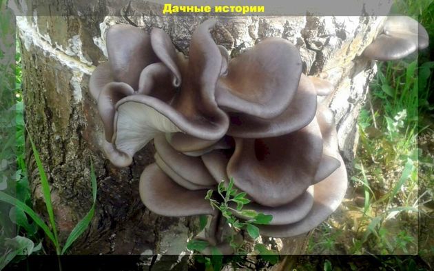 На огород за грибами: просто и результативно выращиваем грибы на своём участке
