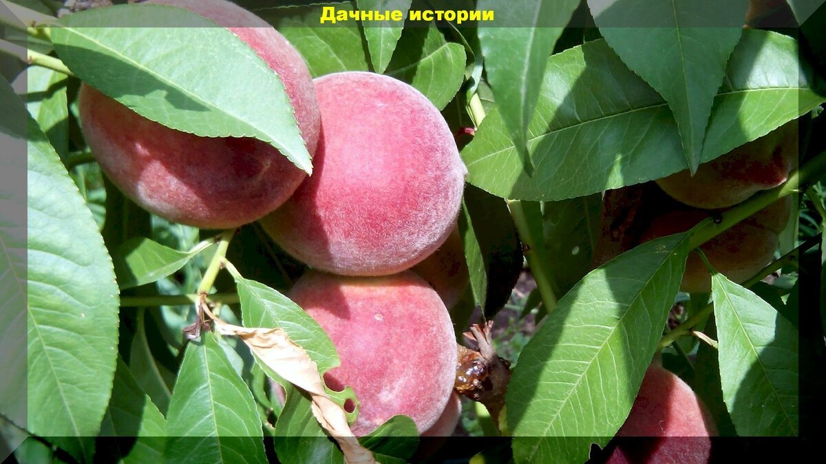 Вырастить персик на севере: подробные советы как выращивать персик севернее средней полосы
