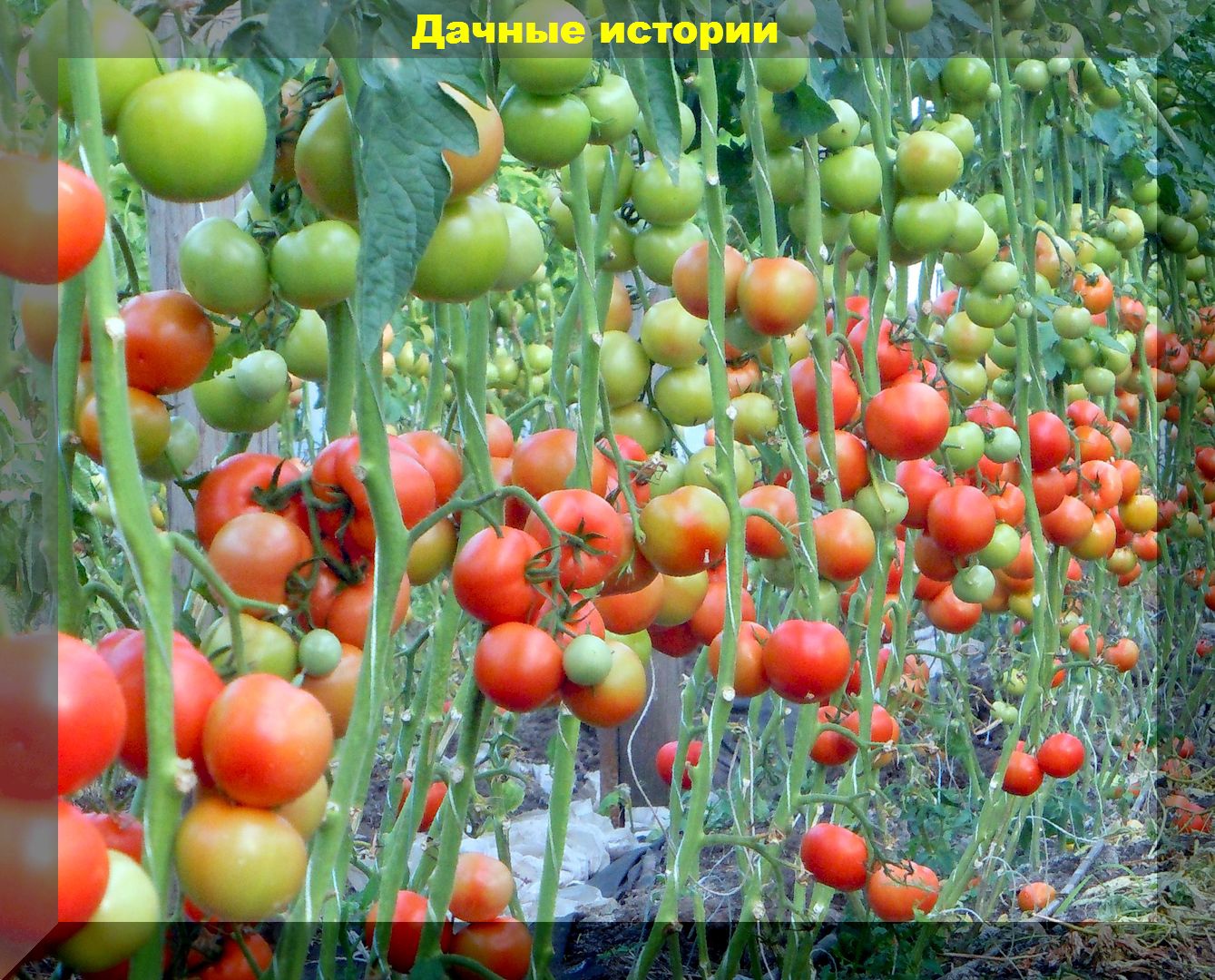 Как ускорить созревание помидор: помидоры поспеют мгновенно, если провести эту эффективную старинную процедуру