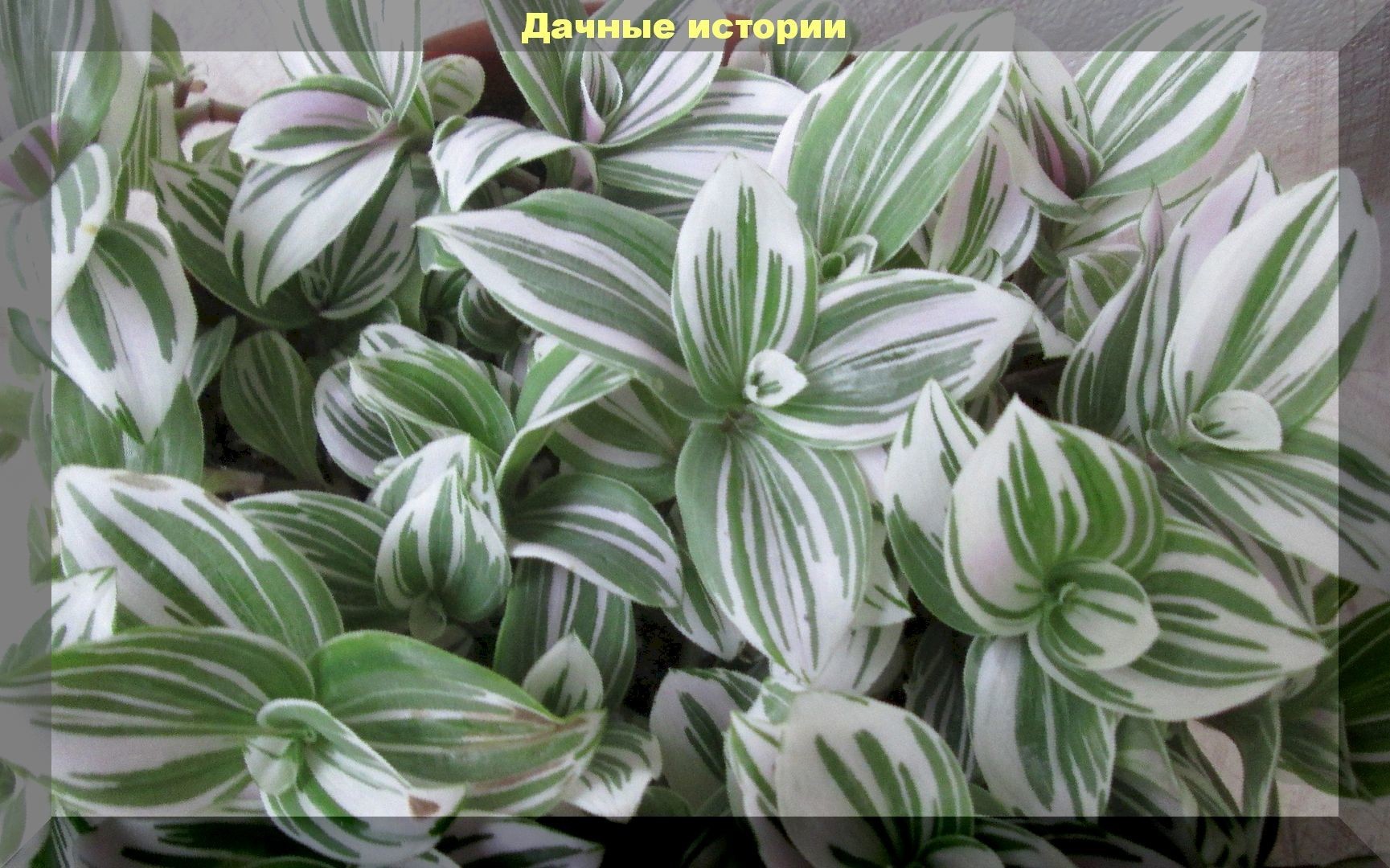 Растения талисманы: цветы, приносящие в дом счастье и благополучие