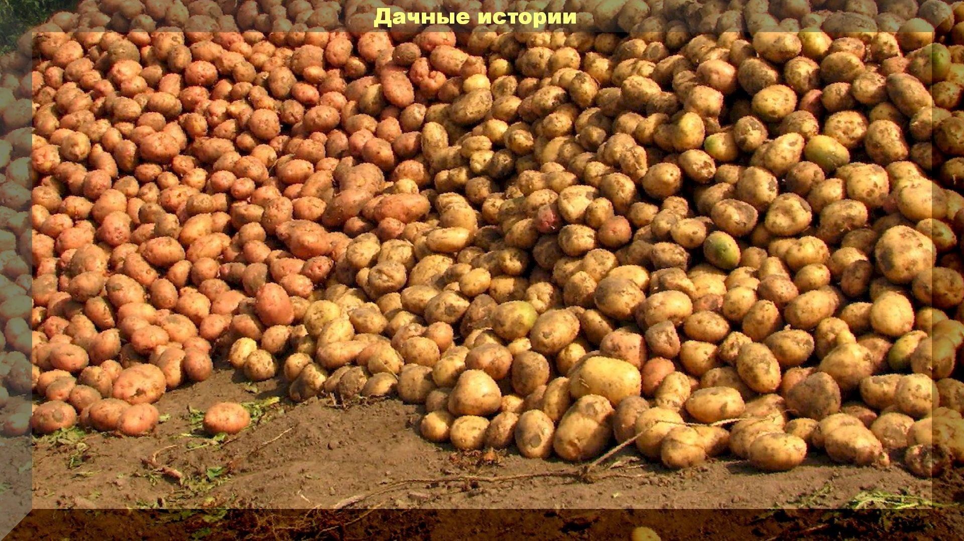 300 килограмм картофеля с сотки: простейший способ увеличить урожай
