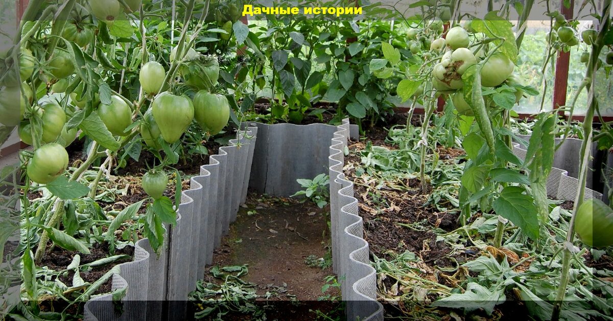 Правила обрезки, которые позволяют получить много вкусных помид, ускорить созревание и избавить томат от хворей