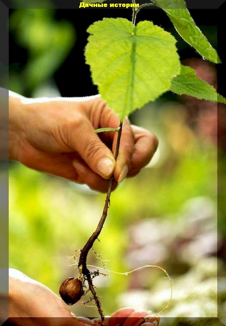 Как посадить фундук: посев семян, прививка, отводки и многое другое о размножении фундука для начинающих