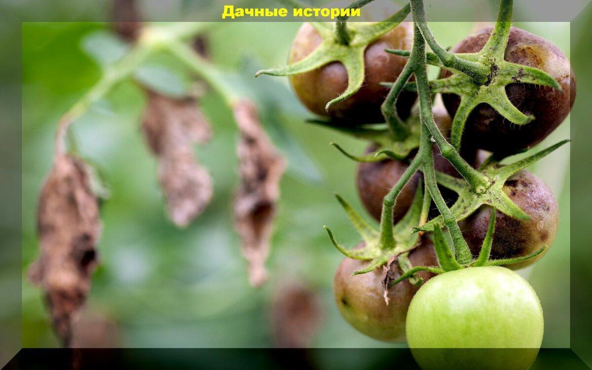 Томаты без фитофторы: золотые правила профилактики и защиты томатов от фитофтороза
