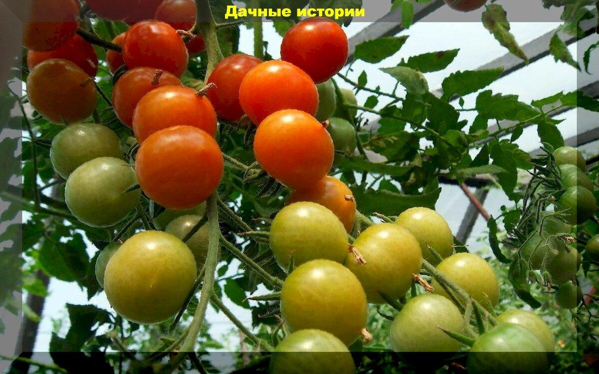 Помогаем плодам томата быстрее сформироваться и набрать вес. Советы по уходу за растениями в период плодоношения