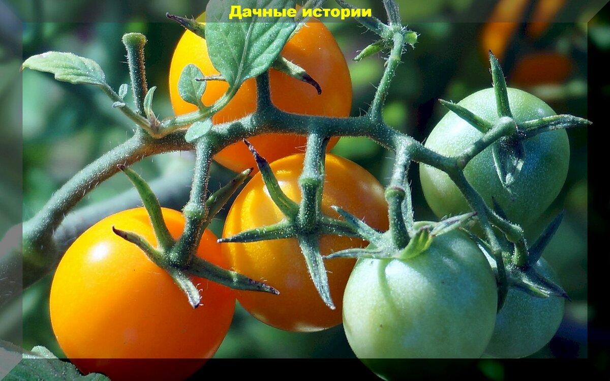 Помогаем плодам томата быстрее сформироваться и набрать вес. Советы по уходу за растениями в период плодоношения