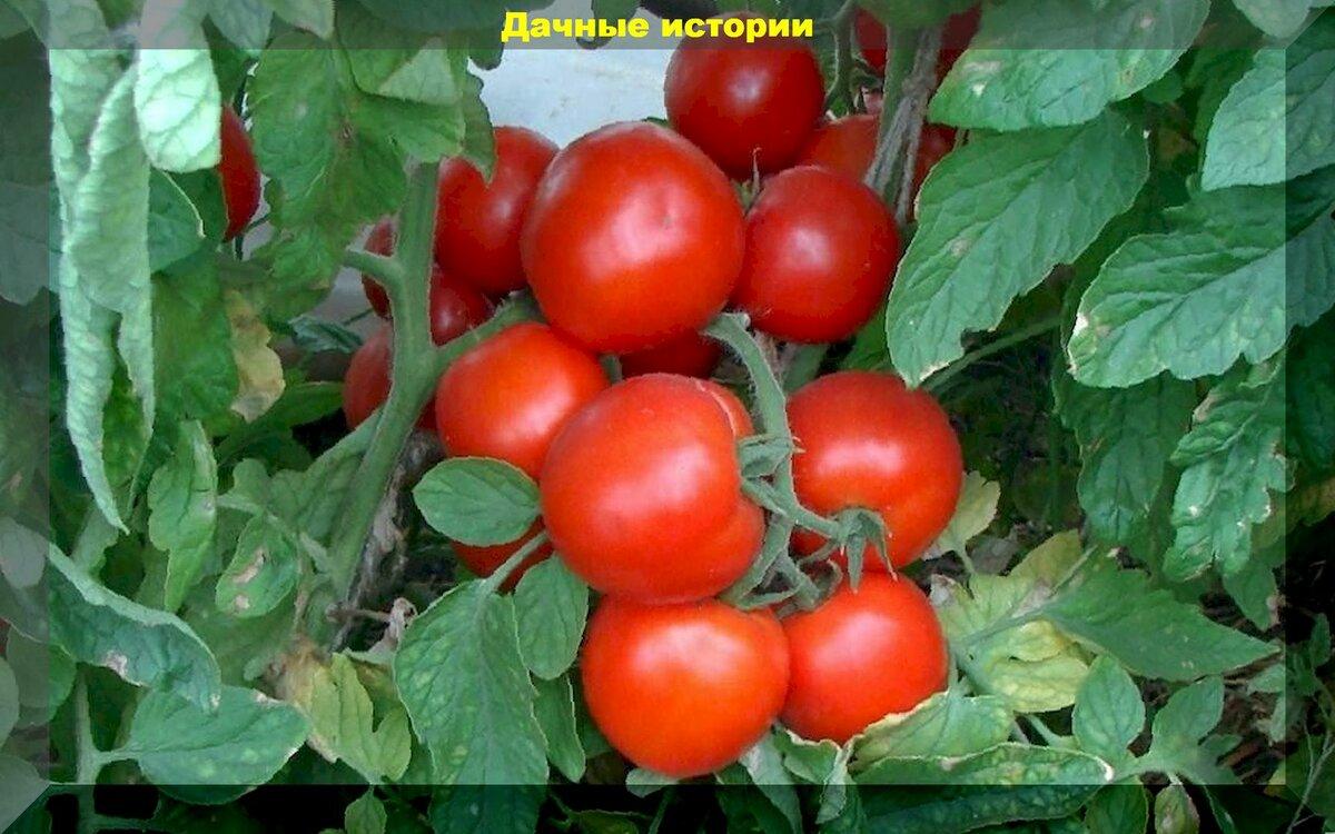 Защита от фитофторы и прочие заботы. Что нужно помидорам в августе: теплица и открытый грунт