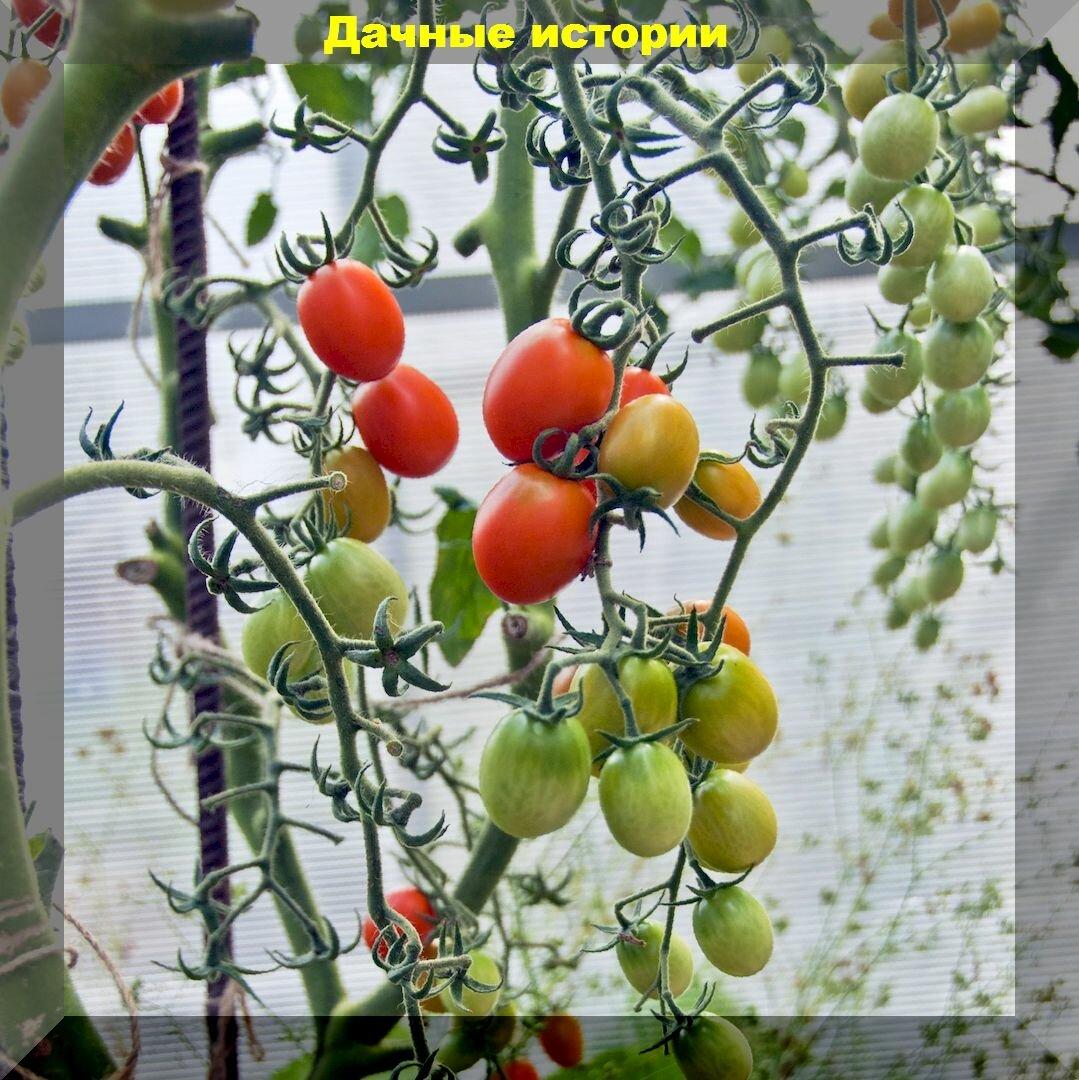 Защита от фитофторы и прочие заботы. Что нужно помидорам в августе: теплица и открытый грунт