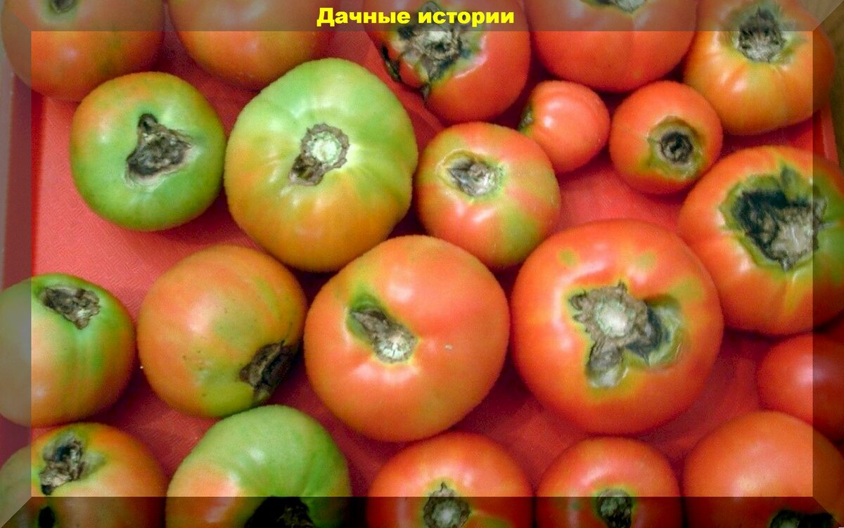 Как понять чем заболел томат: кладоспориоз и альтернариоз томатов — не путать с фитофторозом