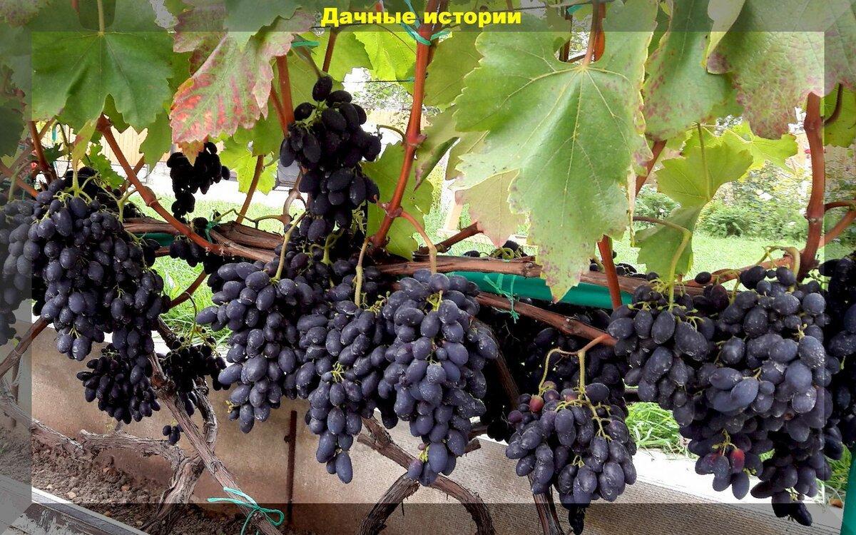 Обработка винограда осенью от болезней: качественно оздоравливаем виноград в конце сезона