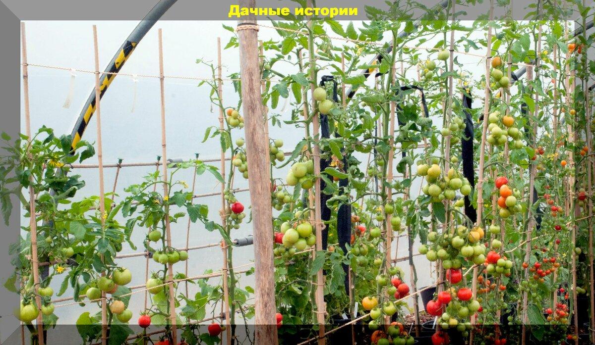 Стоит ли срывать листья помидор в теплице
