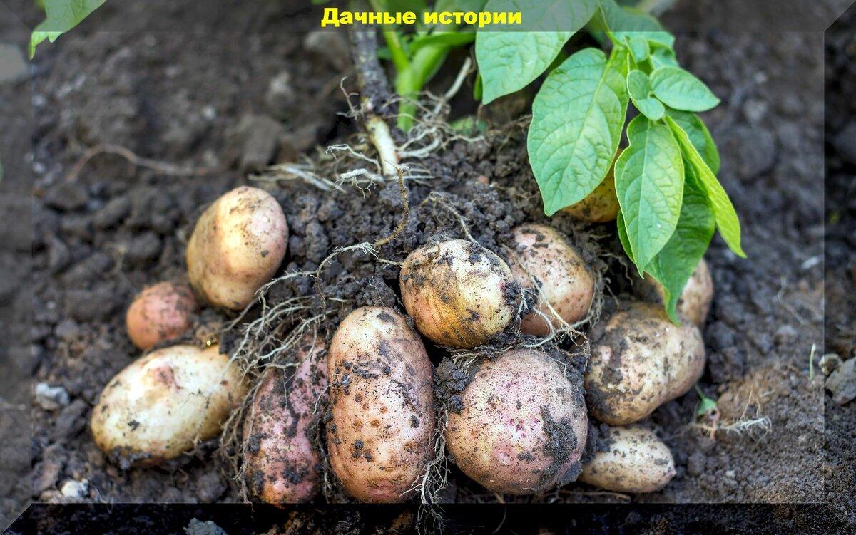 Проверенный дедовский способ летнего сбора урожая картофеля без выкапывания куста, и прочие советы дачнику