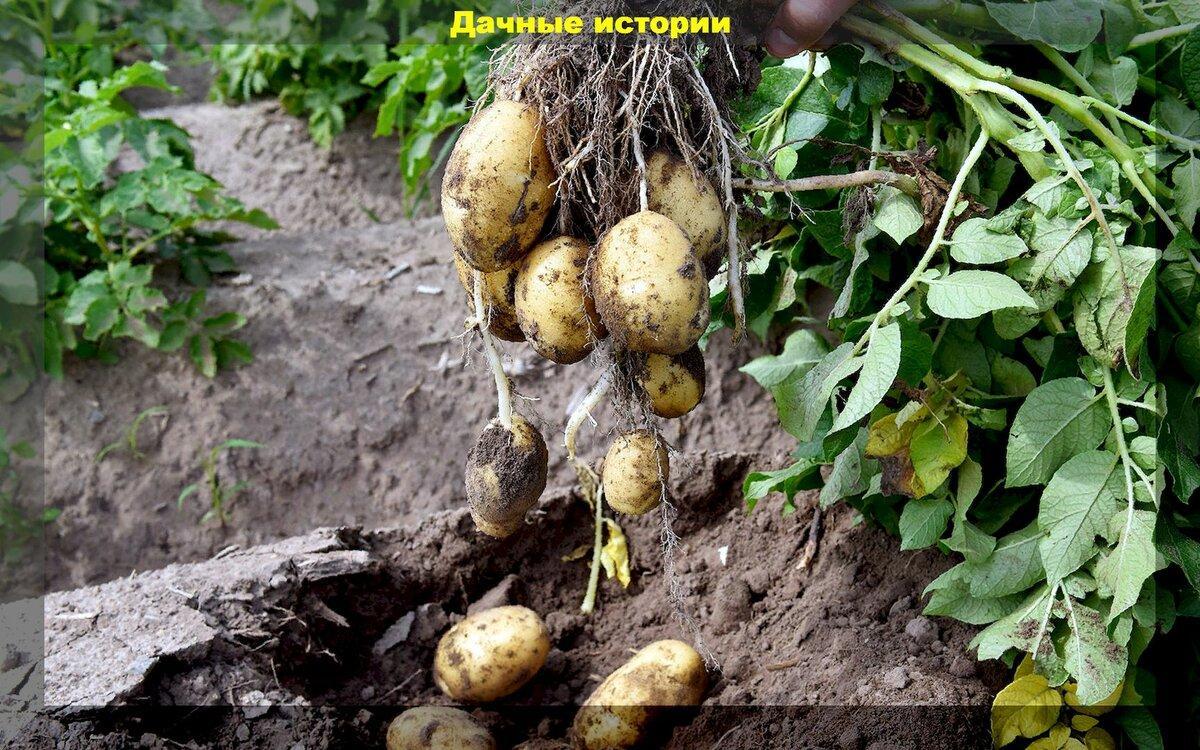Проверенный дедовский способ летнего сбора урожая картофеля без выкапывания куста, и прочие советы дачнику