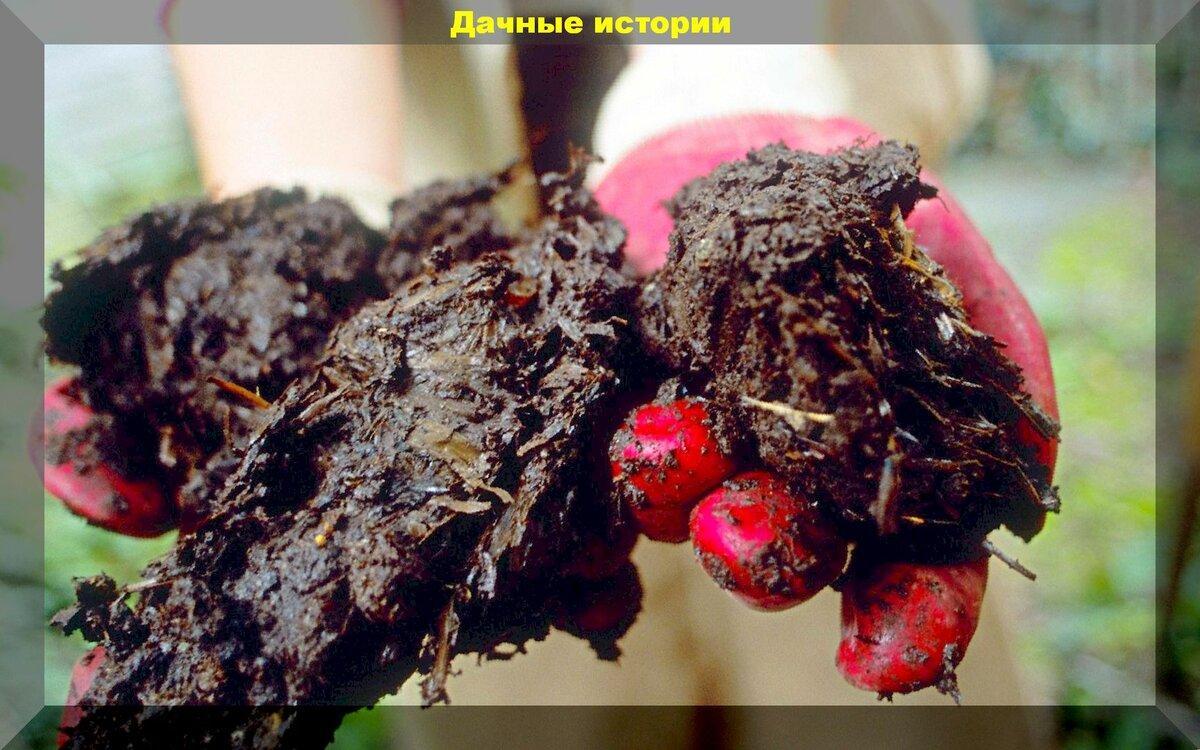 Готовим ускоритель компоста своими руками. Готовый компост уже весной