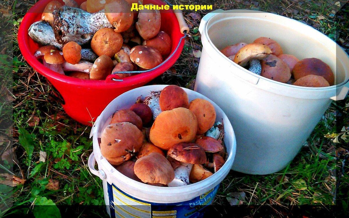Подкормка сада и огорода настоем и отходами грибов: как использовать лесные грибы и их очистки с пользой для своего участка