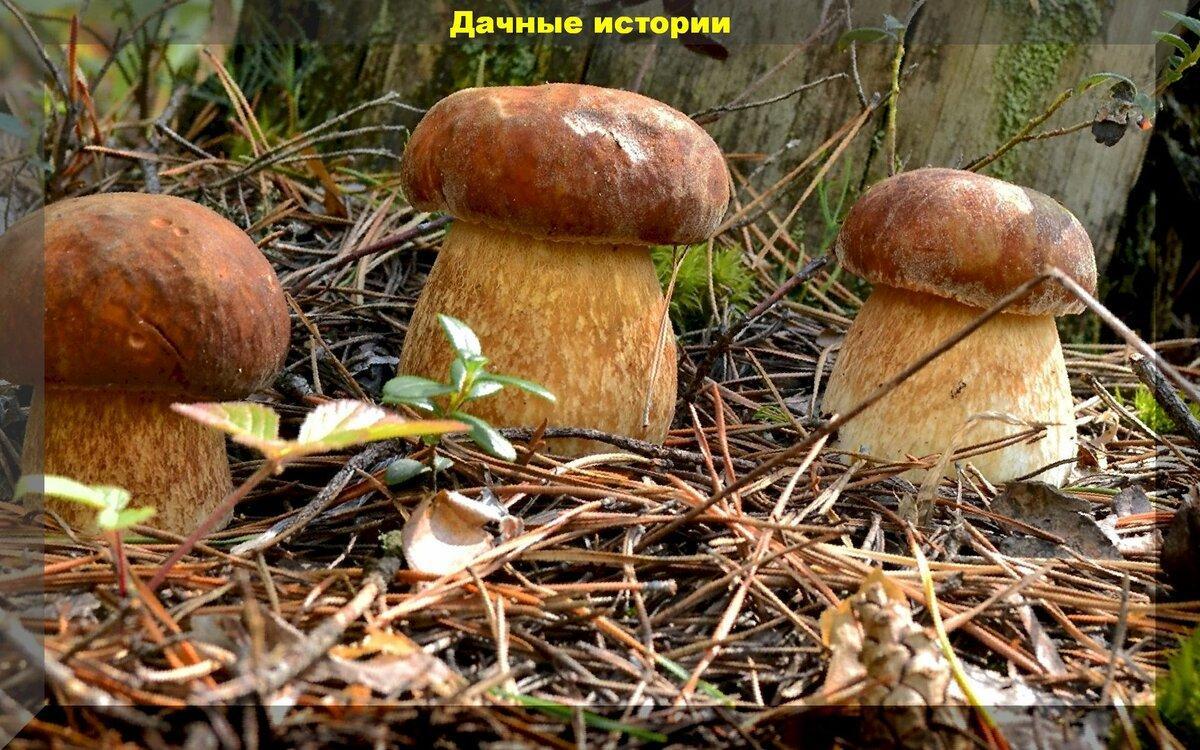 Идём в лес за семенами грибов: важные правила заготовки семян грибов для выращивания на даче