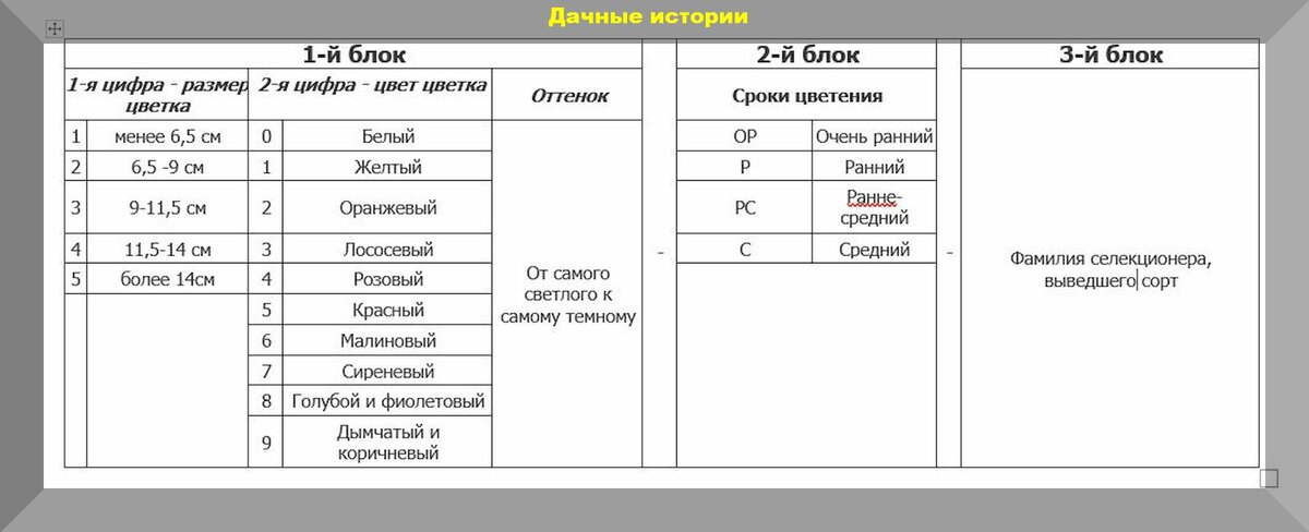 Как правильно выбрать, купить, посадить гладиолусы. Некоторые тонкости и хитрости