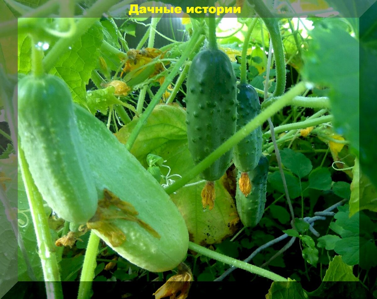 Как продлить плодоношение огурцов до середины осени: простые способы собирать огурцы до заморозков