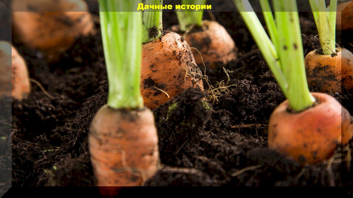 Подзимний посев моркови: секреты посева моркови под зиму, без знания которых ее точно не вырастить