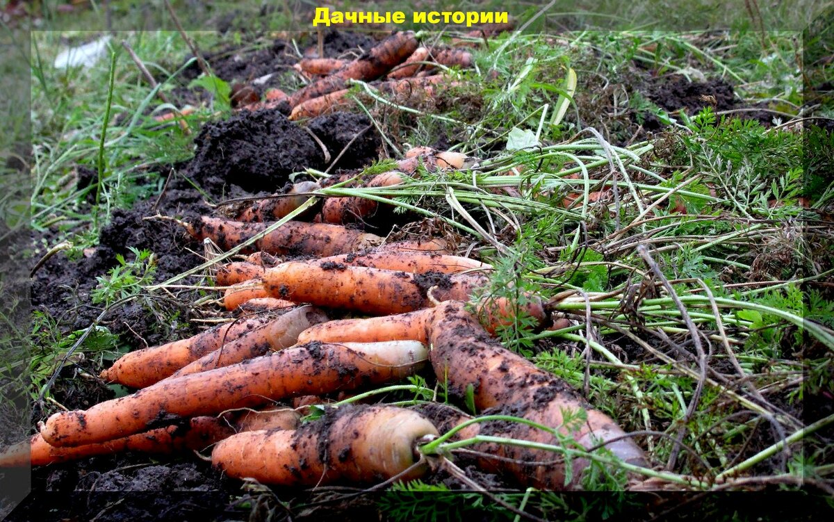 Когда именно надо убирать морковку: как понять когда убирать морковь с грядки и что делать сразу после уборки