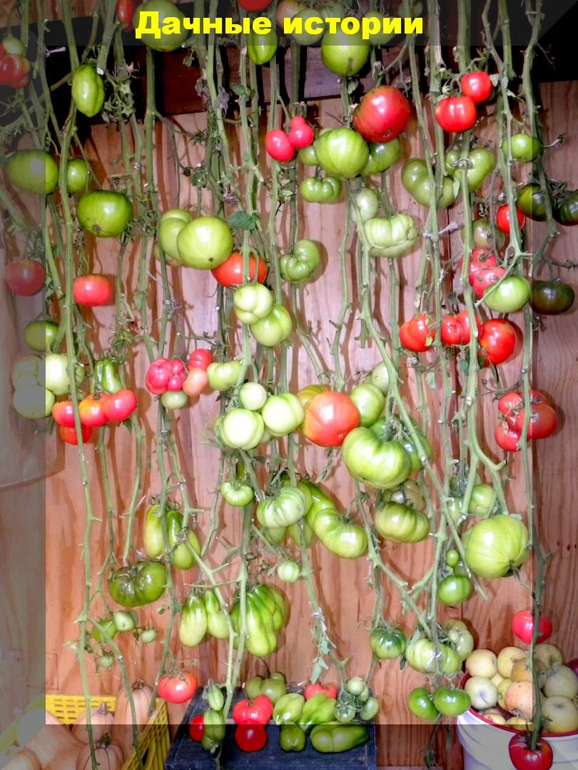Дозревание томата "вверх ногами": супер оригинальный способ полного сохранения урожая помидор