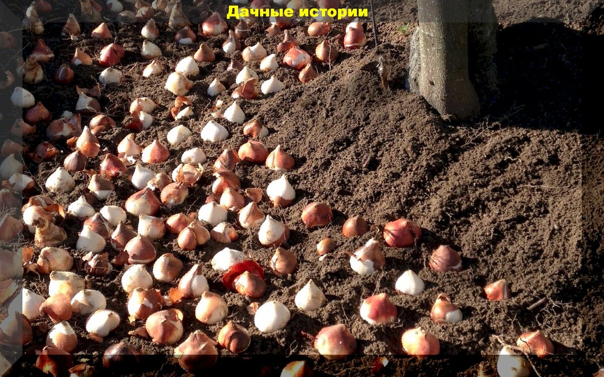 Правильная посадка тюльпанов: когда высаживать тюльпаны осенью и как это делать правильно