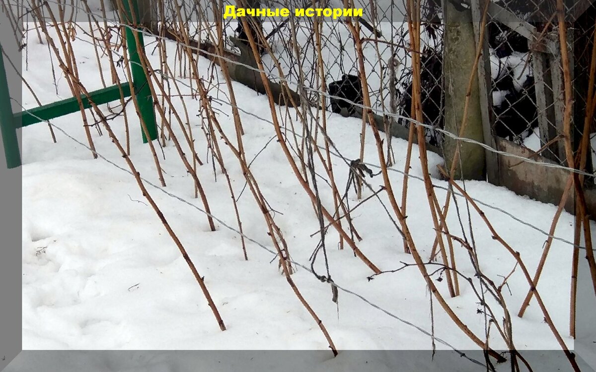 Малина уход на зиму. Уборка малинника на зиму. Как подрезать малину весной после зимы. Обработка малины осенью. Как правильно обрезать малину после зимы.