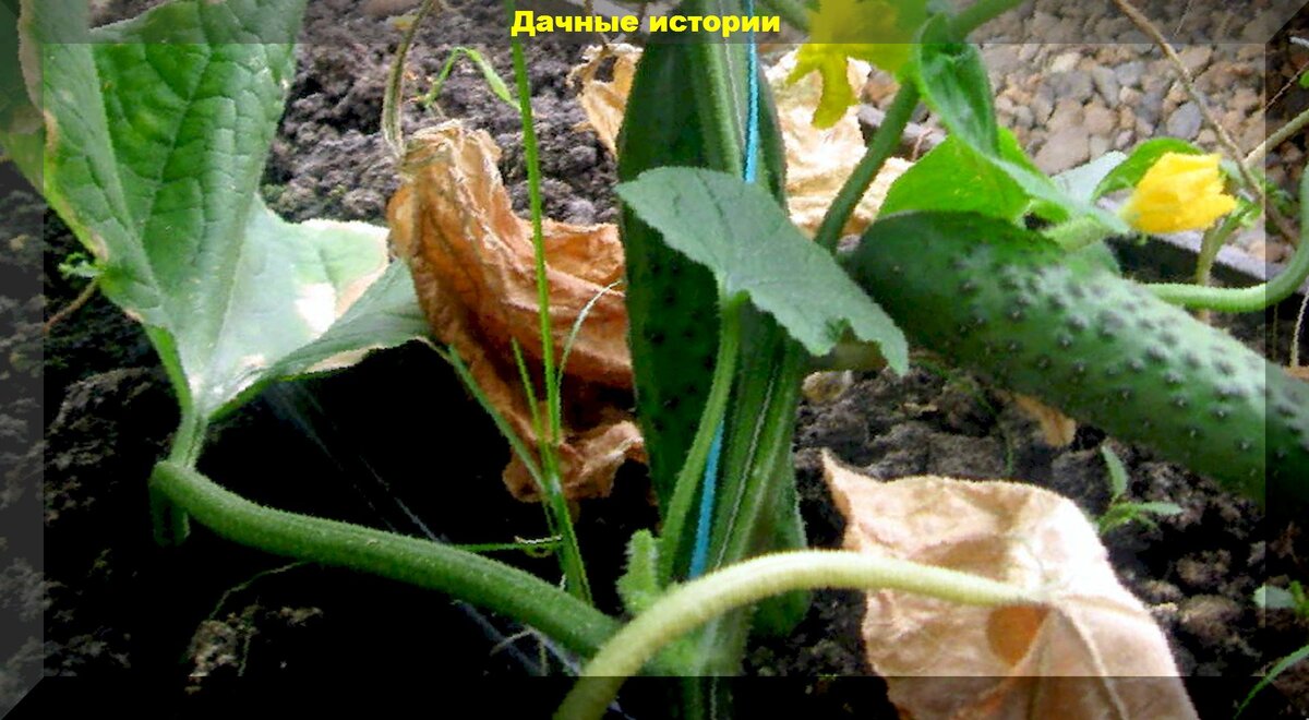 Уход за огурцами в конце лета: чем кормить огурцы и как ухаживать за огурцами, чтобы продлить их плодоношение