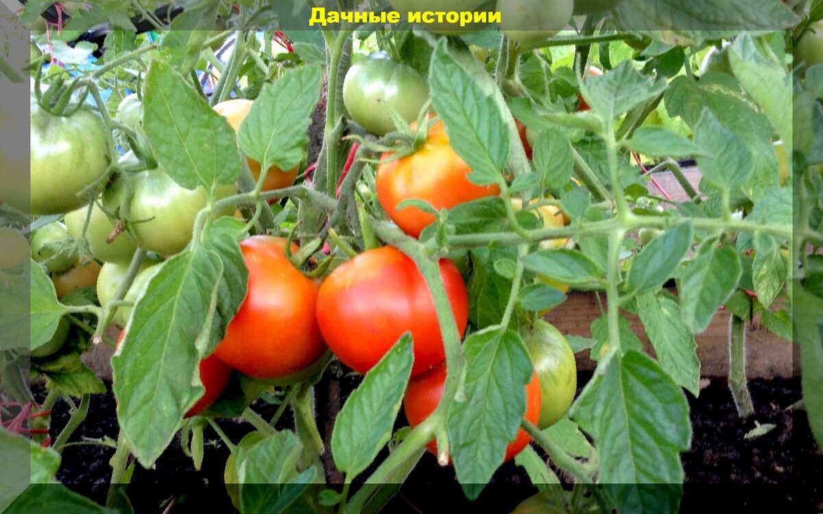 Как не потерять урожай томатов: правильно ухаживаем и подкармливаем томаты в начале августа