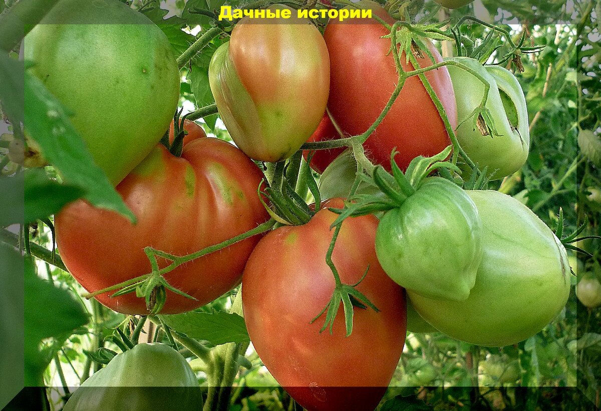 Гигантский урожай томатов: ухаживаем за томатами так, что кусты ломятся от огромного количества плодов, не трескаются и не болеют