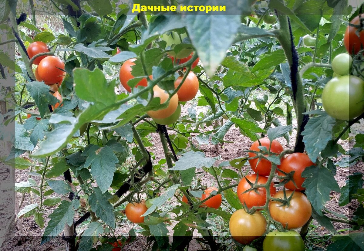 Гигантский урожай томатов: ухаживаем за томатами так, что кусты ломятся от огромного количества плодов, не трескаются и не болеют