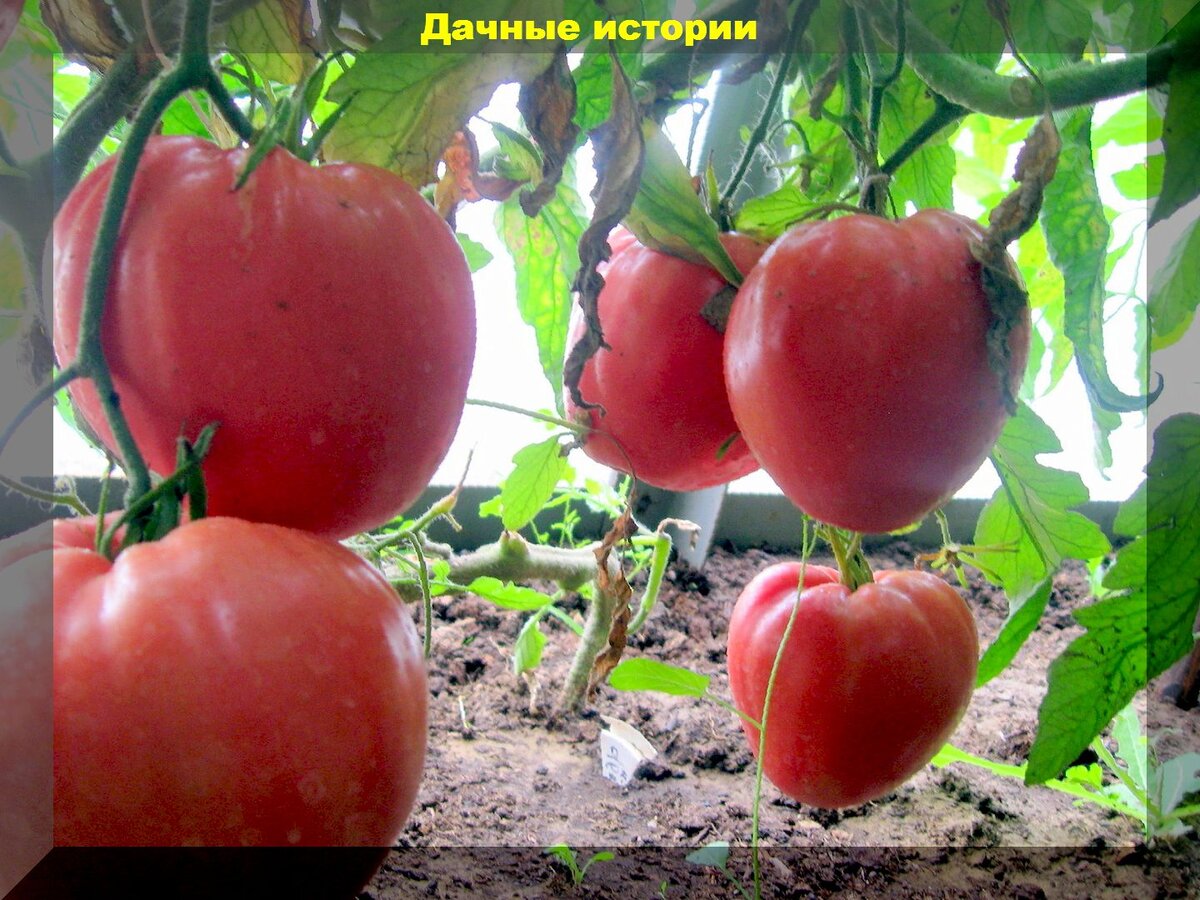 Как сделать так, чтобы томаты были крупными: как выращивать томаты без ошибок и получить много крупных и вкусных плодов томата без трещин